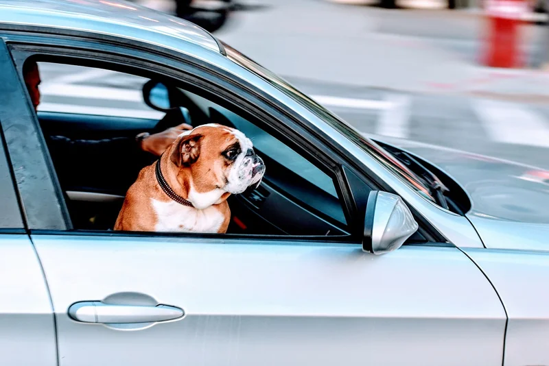 Voyager en voiture : sécurité et confort