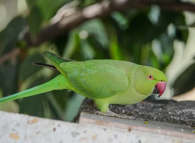 perroquet